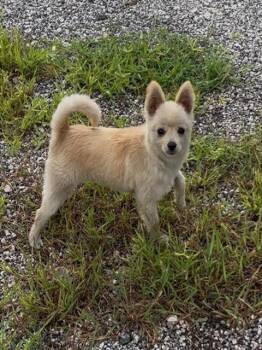 TATER -  Pomeranian Dog for Adoption in San Antonio, Texas - TATER | PetCurious