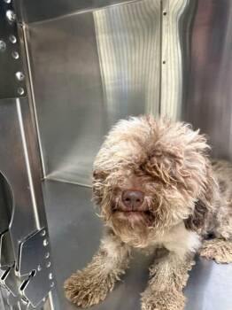 Sir Latte -  Labrador Retriever and Poodle Dog for Adoption in Valrico, Florida - Sir Latte | PetCurious