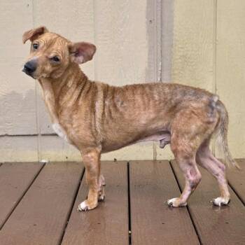 Rescue Chihuahua Dogs for Adoption in Jackson, Missouri - Chupacabra | PetCurious