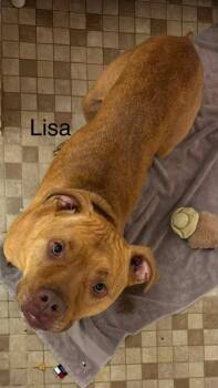 Lisa -  Pit Bull Terrier Dog Available for Adoption - Lisa | PetCurious