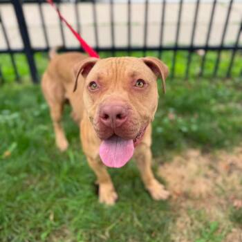 Tango -  Pit Bull Terrier Dog for Adoption in Buffalo, New York - Tango | PetCurious