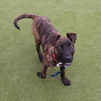 Treeing Walker Coonhound Dogs Available for Adoption - Eva | PetCurious