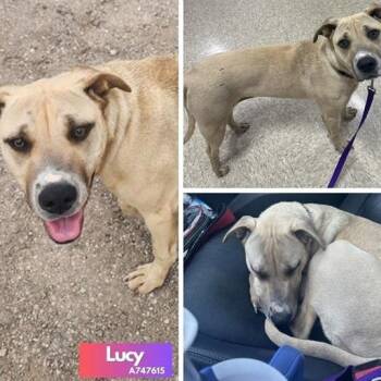 Retriever and Mixed Breed Dogs Available for Adoption - Lucy | PetCurious
