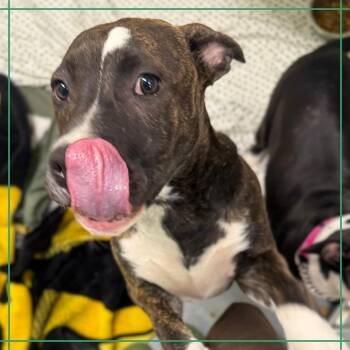 Snickers Bar -  Mixed Breed Dog for Adoption in Austin, Texas - Snickers Bar | PetCurious