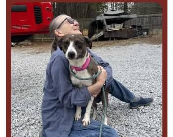 Catahoula Leopard Dog Dogs Available for Adoption in Bowmansdale, Pennsylvania - Trixie  | PetCurious