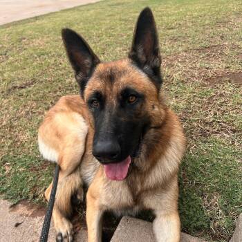 Rescue German Shepherd Dog Dogs for Adoption in Tom Bean, Texas - Zues | PetCurious