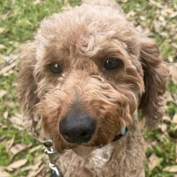 Junie (20250426-02) -  Miniature Poodle Dog for Adoption in Niagara Falls, Ontario - Junie (20250426-02) | PetCurious