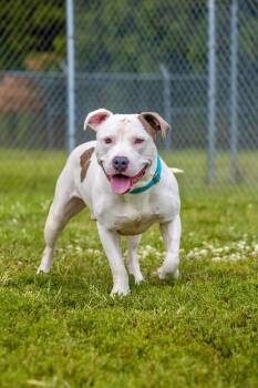 Petey -  Pit Bull Terrier Dog for Adoption in Valparaiso, Indiana - Petey | PetCurious