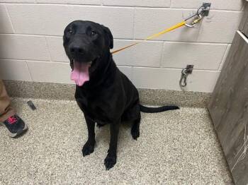 Labrador Retriever and Great Dane Dogs Available for Adoption in Colorado Springs, Colorado - CLYDE | PetCurious