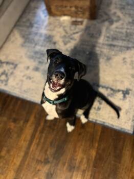 Rescue Border Collie and Labrador Retriever Dogs for Adoption in Troy, Alabama - Titus | PetCurious