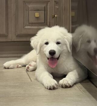 Matthias ATX -  Great Pyrenees Dog for Adoption in Quinlan, Texas - Matthias ATX | PetCurious