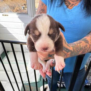 Hound and Mixed Breed Dogs Available for Adoption in Stormville, New York - NY Teagan Avail May 9 (Carmel Fire Dept) | PetCurious