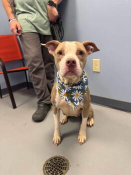 Sandy -  Terrier Dog for Adoption in Zanesville, Ohio - Sandy | PetCurious