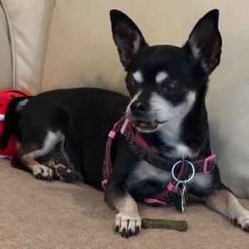 Minnie -  Miniature Pinscher Dog for Adoption in Boca Raton, Florida - Minnie | PetCurious