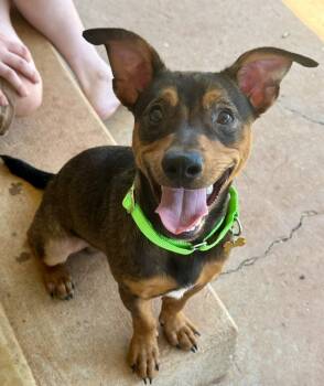 Rescue Mixed Breed Dogs for Adoption in Sandy Springs, Georgia - Harkin | PetCurious