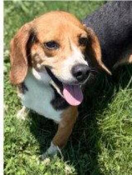 Sabrina Fair -  Beagle Dog for Adoption in Odessa, Florida - Sabrina Fair | PetCurious