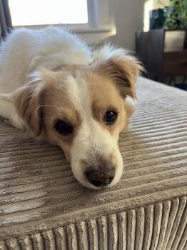 Baggins -  Spaniel Dog for Adoption in Denver, Colorado - Baggins | PetCurious
