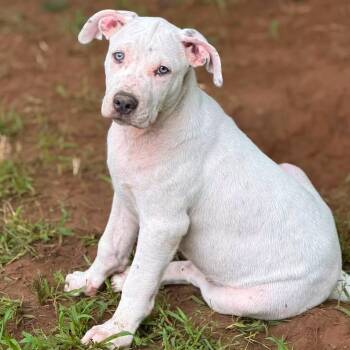 CHRISTIAN DIOG -  Pit Bull Terrier Dog for Adoption in Cranston, Rhode Island - CHRISTIAN DIOG | PetCurious