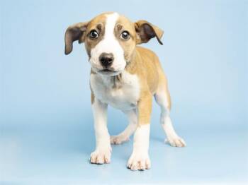 STRAWBERRY -  Bull Terrier and Mixed Breed Dog for Adoption in Phoenix, Arizona - STRAWBERRY | PetCurious