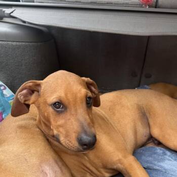 Boxer and Doberman Pinscher Dogs Available for Adoption in Columbus, North Carolina - Taz | PetCurious