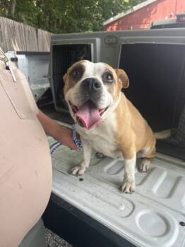 Rescue American Bulldog and Mixed Breed Dogs for Adoption in Bartlesville, Oklahoma - Bella | PetCurious