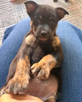 Chihuahua Dogs Available for Adoption in Corona, California - Krystal | PetCurious