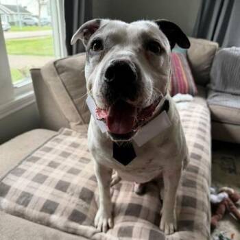 Stanley -  Mixed Breed Dog for Adoption in Houston, Texas - Stanley | PetCurious