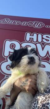 Shih Tzu and Shorkie Dogs Available for Adoption - Odin  | PetCurious
