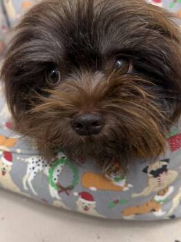 Alma -  Shih Tzu Dog for Adoption in Pawleys Island, South Carolina - Alma | PetCurious