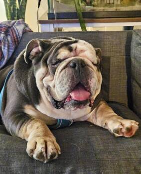 Buddy - FOSTER NEEDED -  Bulldog Dog Available for Adoption in Queenstown, Maryland - Buddy - FOSTER NEEDED | PetCurious
