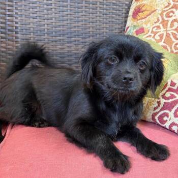 Carmen -  Pekingese Dog for Adoption in Kerrville, Texas - Carmen | PetCurious