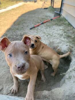 JACK -  American Bulldog and Mixed Breed Dog for Adoption in Thompson, Pennsylvania - JACK | PetCurious