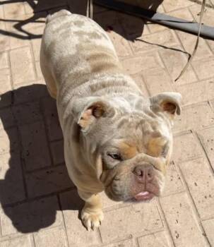 English Bulldog Dogs Available for Adoption in Santa Clara, California - Benito | PetCurious