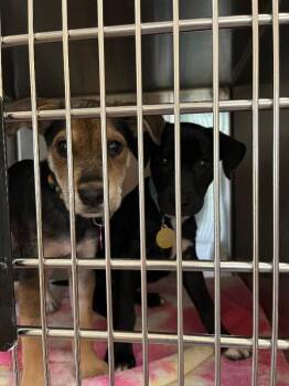 Catahoula Leopard Dog Dogs Available for Adoption in Fort Collins, Colorado - Kit Kat | PetCurious