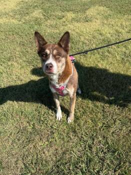 Husk -  Husky Dog for Adoption in Ovilla, Texas - Husk | PetCurious