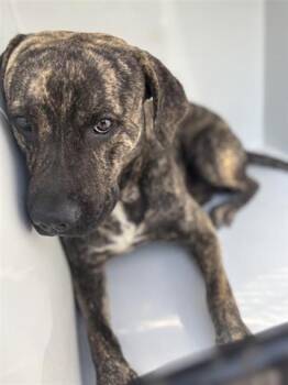 Pit Bull Terrier and Belgian Shepherd Malinois Dogs Available for Adoption - A653307 | PetCurious