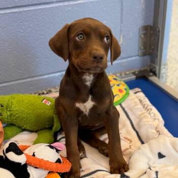 Dalmatian and Redbone Coonhound Dogs Available for Adoption - Rivera | PetCurious