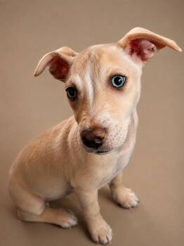 Piper -  Chiweenie Dog for Adoption in Cleveland, Texas - Piper | PetCurious