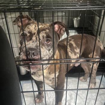 Stubble 5714 -  Pit Bull Terrier Dog for Adoption in Loxahatchee Groves, Florida - Stubble 5714 | PetCurious