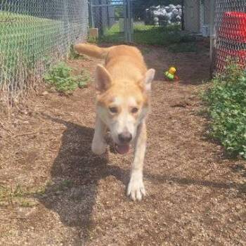 Joe -  Carolina Dog and Shepherd Dog for Adoption in Albert Lea, Minnesota - Joe | PetCurious