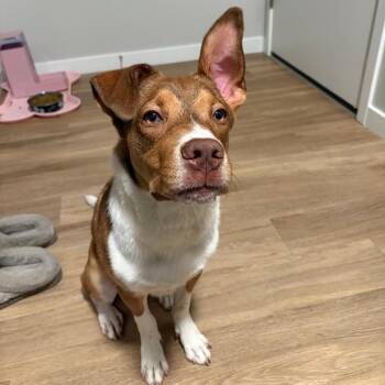 Stella -  Mixed Breed Dog for Adoption in Washougal, Washington - Stella | PetCurious