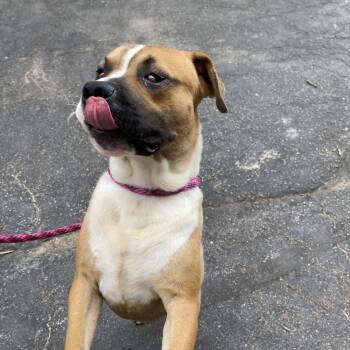 Rainier -  Boxer and Mixed Breed Dog for Adoption in St. Louis, Missouri - Rainier | PetCurious
