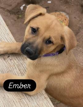 Black Mouth Cur and Shepherd Dogs Available for Adoption in Gilbert, Arizona - Ember | PetCurious
