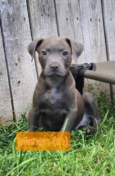 Mango -  Mixed Breed Dog for Adoption in Union Grove, Wisconsin - Mango | PetCurious