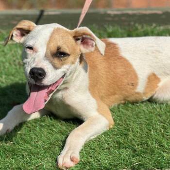 Lita -  Mixed Breed Dog for Adoption in Bellmawr, New Jersey - Lita | PetCurious