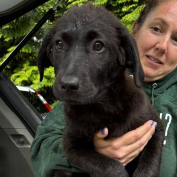 Collie and Black Labrador Retriever Dogs Available for Adoption in Eastford, Connecticut - NY Cricket Avail May 30 (Wabeeka Campground Copake NY) | PetCurious
