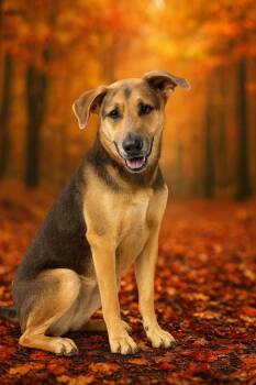 Rescue Yellow Labrador Retriever and German Shepherd Dog Dogs for Adoption in Cobden, Illinois - Bear | PetCurious