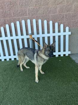 Rescue German Shepherd Dog Dogs for Adoption in Modesto, California - ZIPPY | PetCurious