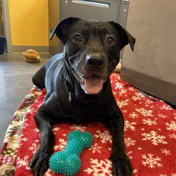 Mixed Breed Dogs Available for Adoption - Renesmee | PetCurious