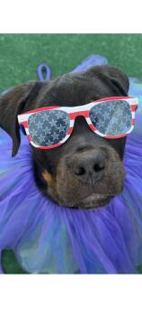 Rottweiler Dogs Available for Adoption - Libby | PetCurious